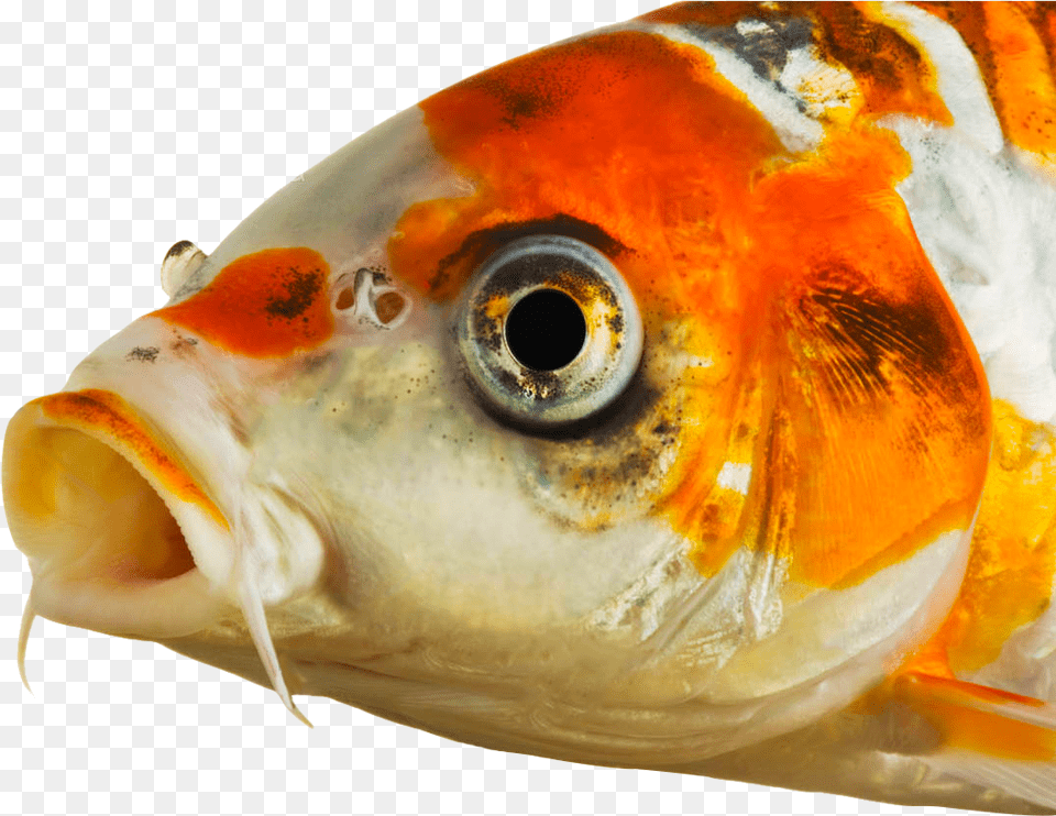 Koi Head Koi Fish Eyes, Animal, Sea Life Free Png