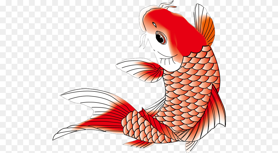 Koi Koifish Fish Chinese Japanese Asian Ftestickers, Animal, Sea Life, Carp, Bird Png