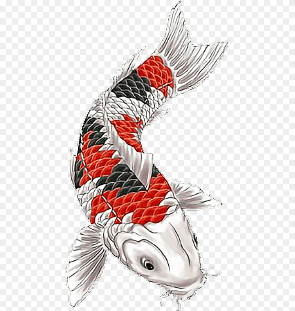 Koi Koitattoo Fish Fishtattoo Fisch Japanesetattoo Koi Fish Tattoo Design, Animal, Carp, Sea Life, Bird Png