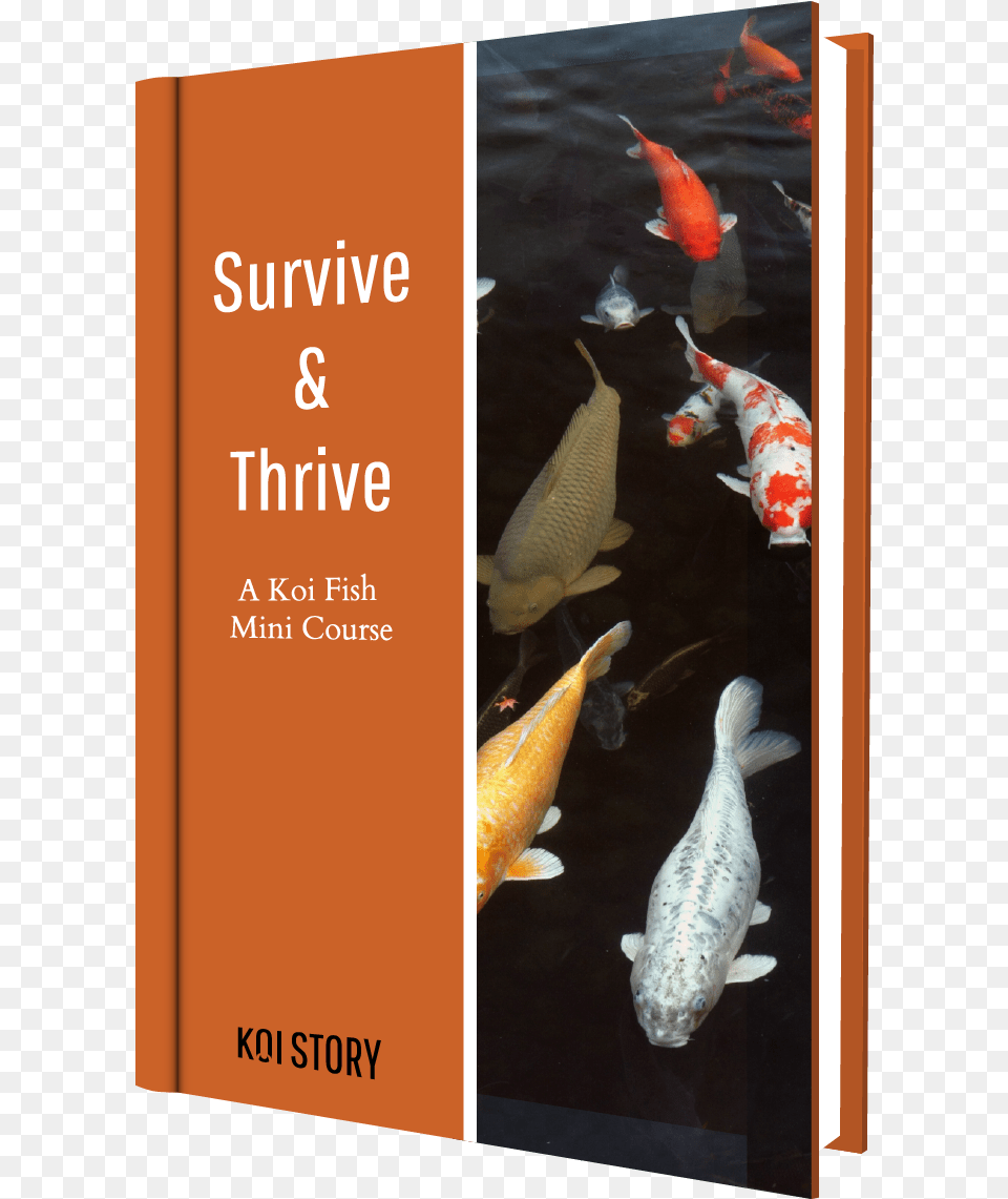 Koi Story Ebook Cover, Animal, Fish, Sea Life, Aquatic Png Image