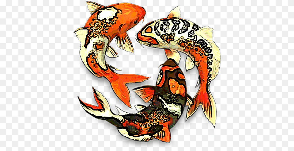 Koifish Aesthetic Koi Fish Fishes Fishbowl Water Fishes, Animal, Sea Life, Carp, Person Free Transparent Png