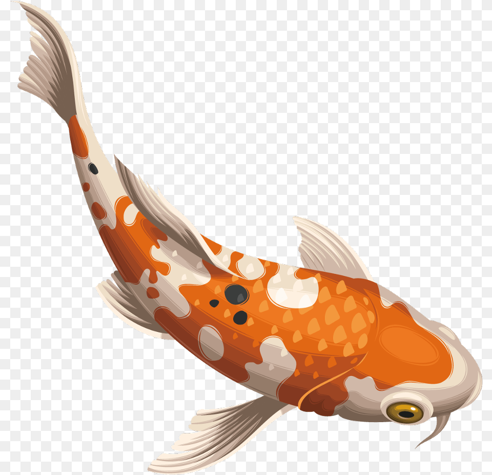 Koifish Koi Fish Koi Fish Vector, Animal, Sea Life, Carp, Shark Png