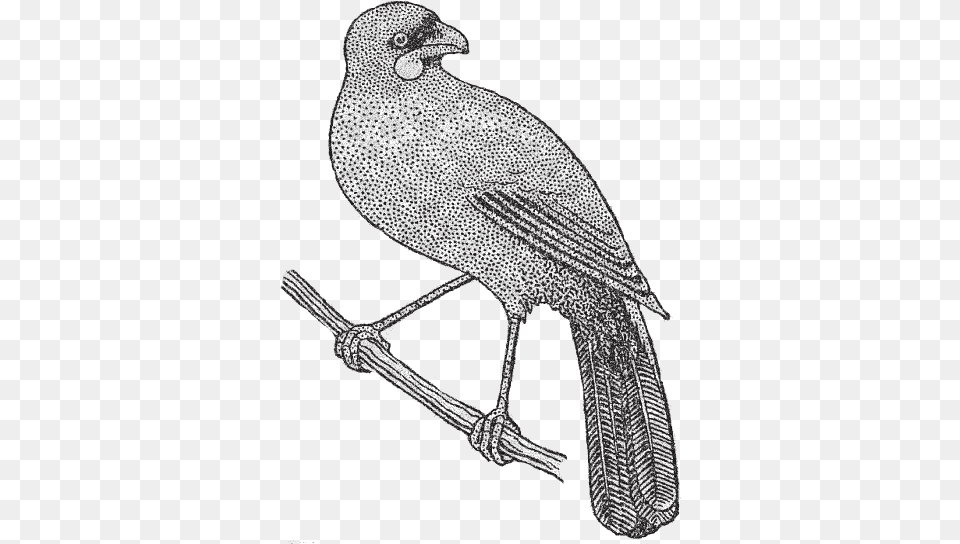 Kokako Bigbird Kokako Black And White, Animal, Bird, Blackbird, Silhouette Free Transparent Png