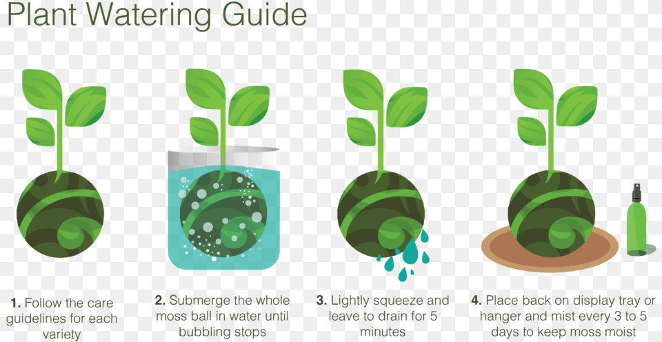 Kokedama Care Guidelines Care For Kokedama, Green, Herbs, Plant, Herbal Free Transparent Png