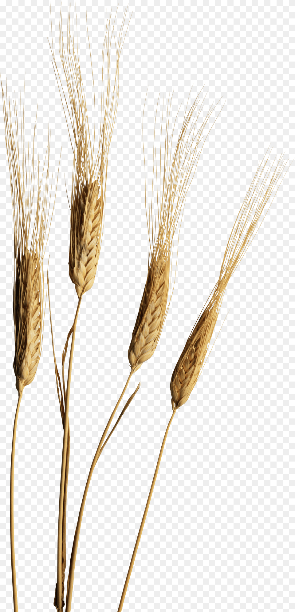 Koloski Rasteniya, Food, Grain, Plant, Produce Png