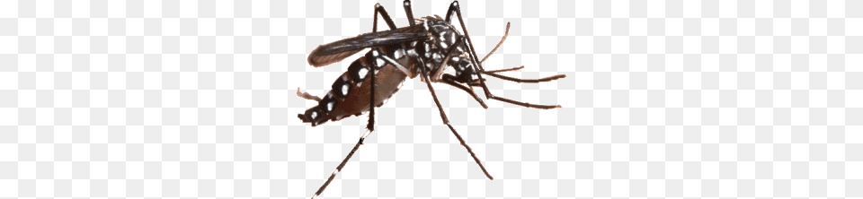 Komar, Animal, Insect, Invertebrate, Mosquito Free Png