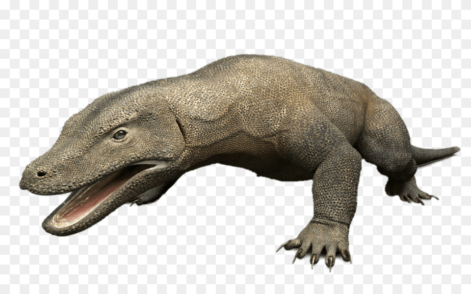 Komodo Dragon 3d Model, Animal, Lizard, Reptile Free Png Download