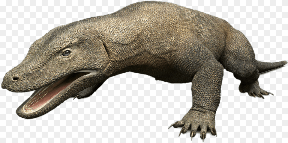 Komodo Dragon 3d Model Transparent Stickpng Komodo Dragon, Animal, Lizard, Reptile Free Png