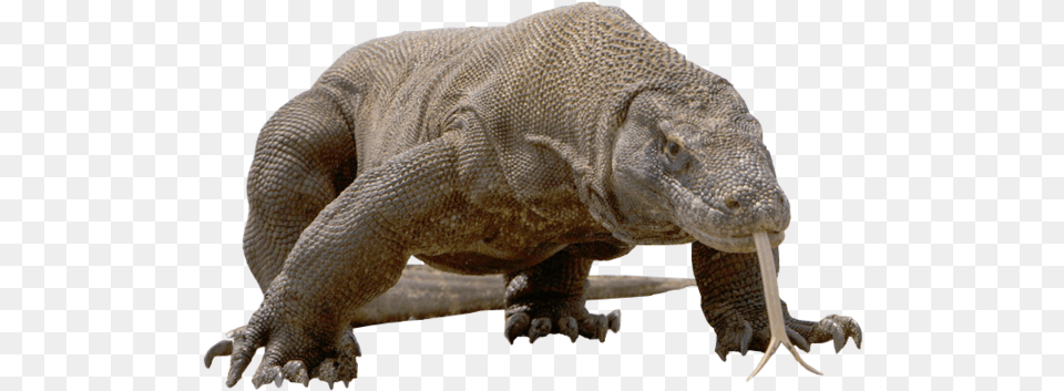 Komodo Dragon Download Komodo, Animal, Lizard, Reptile, Electronics Png