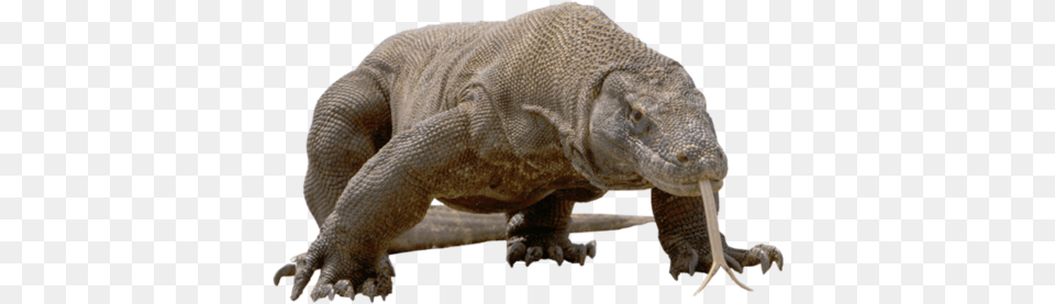 Komodo Dragon Download Komodo Dragon, Animal, Lizard, Reptile, Electronics Free Transparent Png