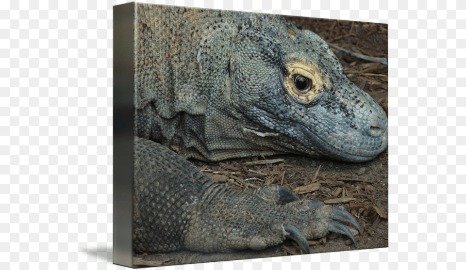 Komodo Dragon Komodo Dragon, Animal, Lizard, Reptile, Electronics Free Png Download