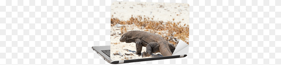 Komodo Dragon Laptop Sticker Pixers Grizzly Bear, Animal, Mammal, Wildlife, Electronics Png Image