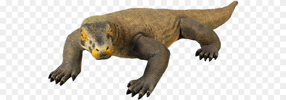 Komodo Dragon Picture Komodo Dragon, Animal, Lizard, Reptile, Electronics Png Image