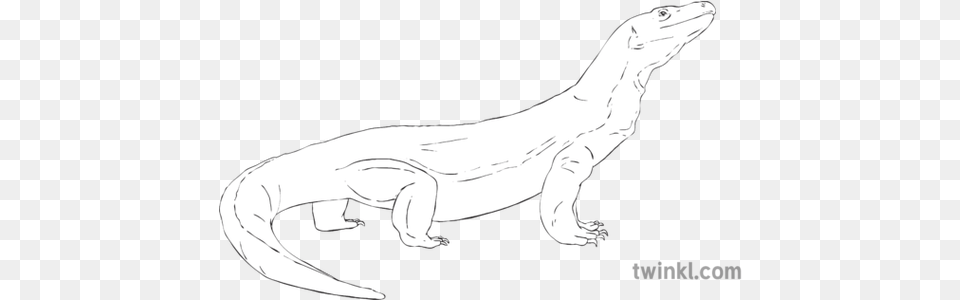 Komodo Dragon Reptile Animal Relax Pose Yoga Exercise Line Art, Adult, Female, Person, Woman Free Png
