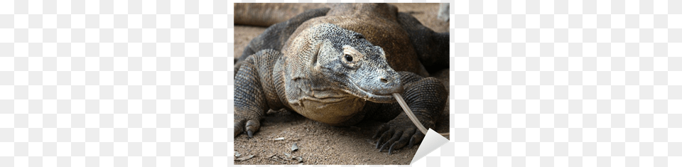 Komodo Dragon Sticker Pixers We Varan Obecny, Animal, Lizard, Reptile Png Image