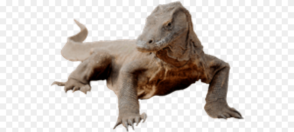 Komodo Dragon Transparent, Animal, Canine, Dog, Mammal Free Png Download