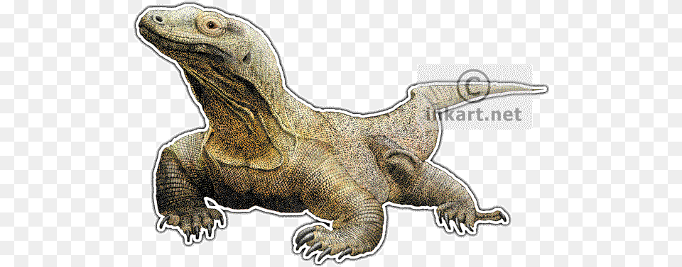 Komodo Dragon Varanus Komodoensis Line Art And Full Color Komodo Dragon Art, Animal, Lizard, Reptile Free Transparent Png