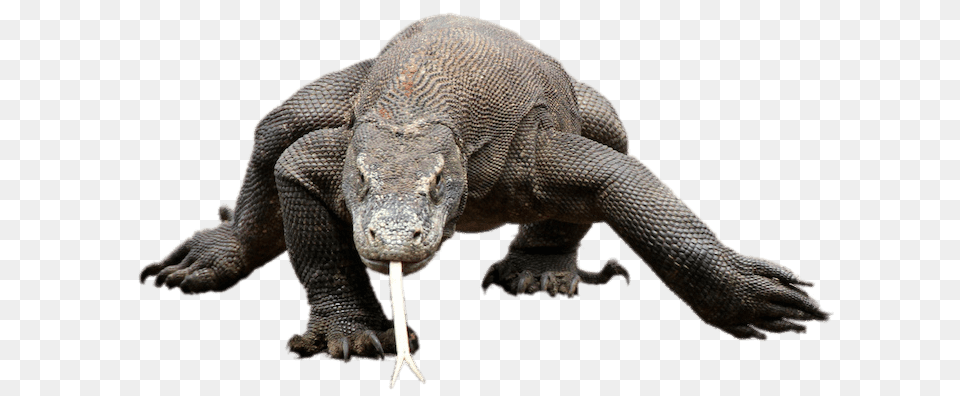 Komodo Dragon Walking, Animal, Lizard, Reptile, Electronics Png Image