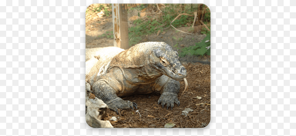 Komodo Dragon Wallpaper Hd Google Play Monitor Lizard Vs Komodo Dragon, Animal, Reptile Free Png