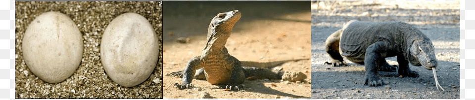 Komodo Dragons Life Cycle, Egg, Food, Animal, Lizard Png Image