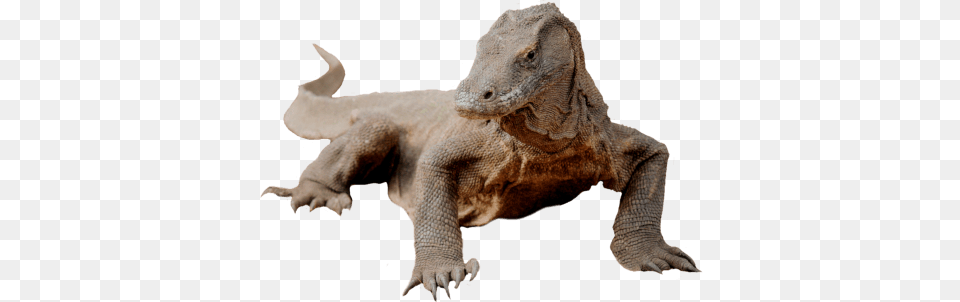 Komodo Left, Electronics, Hardware, Animal, Lizard Png