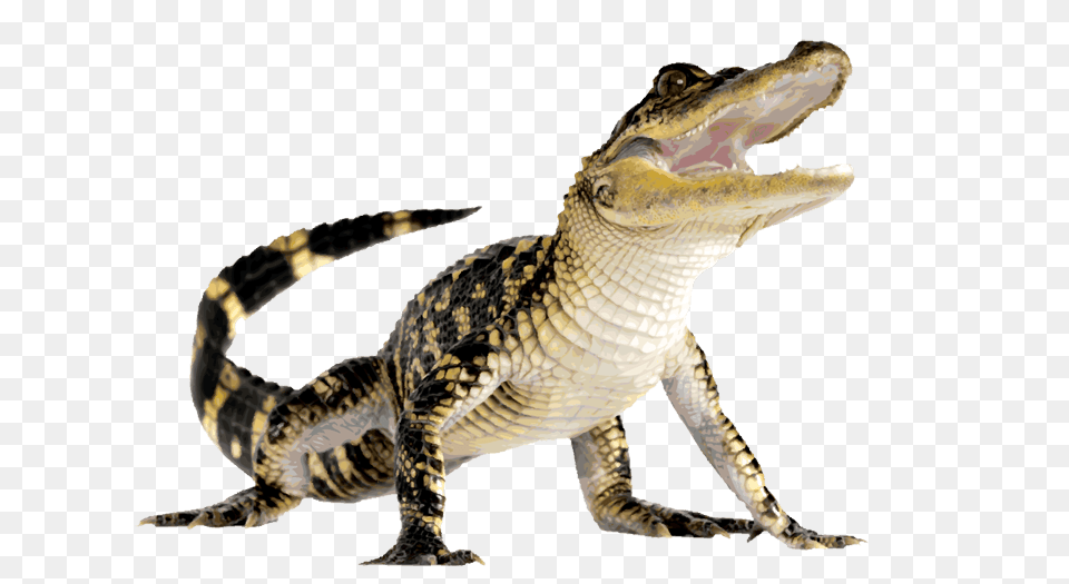 Komodo Up, Animal, Lizard, Reptile, Crocodile Free Transparent Png
