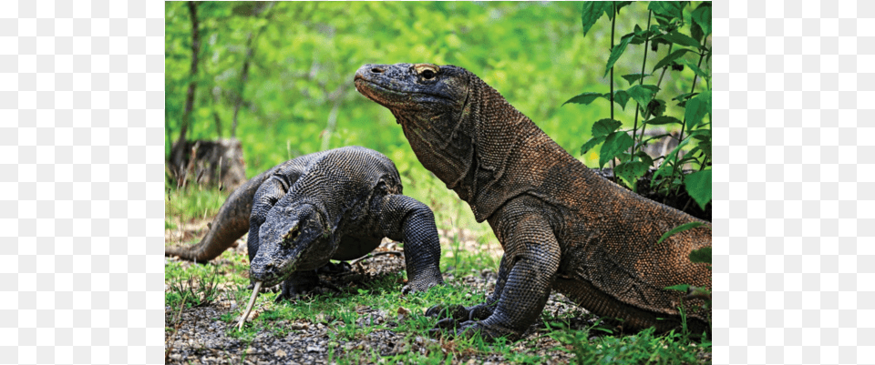 Komodo West Manggarai, Animal, Lizard, Reptile Png