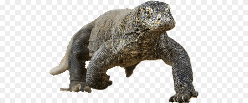 Komododragon Komodo Dragon, Animal, Lizard, Reptile Png