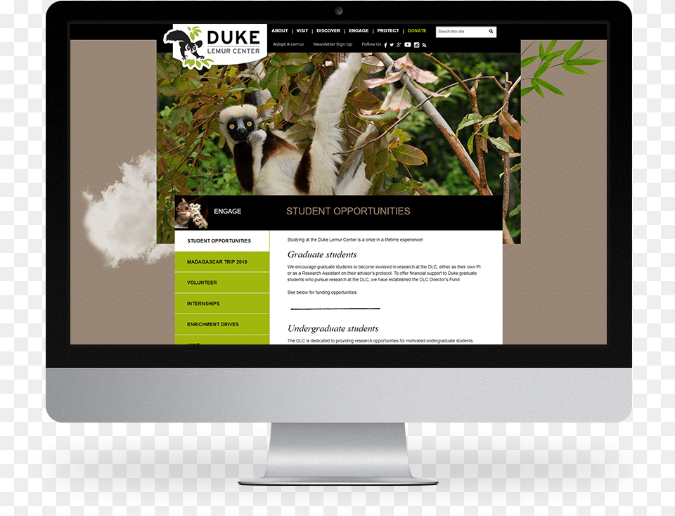 Kompleks Web Design Duke University Lemur Center Computer Monitor, File, Animal, Monkey, Mammal Free Png Download