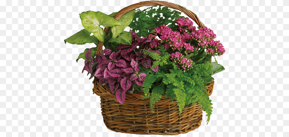 Kompozycje W Koszach Z Kwiatw Doniczkowych, Basket, Flower, Flower Arrangement, Potted Plant Png Image