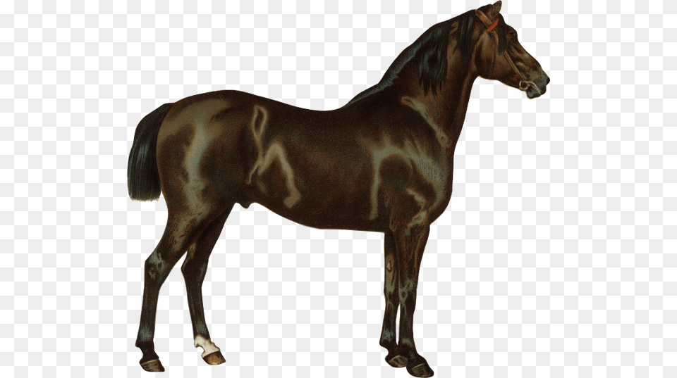 Kon Skakovaya Loshad Parnokopitnie Horse Racehorse Render Caballo, Animal, Mammal, Stallion, Colt Horse Png Image