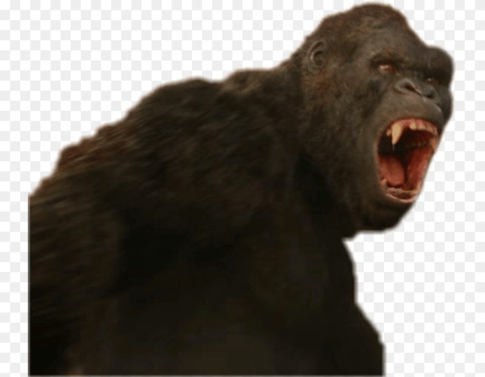 Kong Skull Island, Animal, Bear, Mammal, Wildlife Png