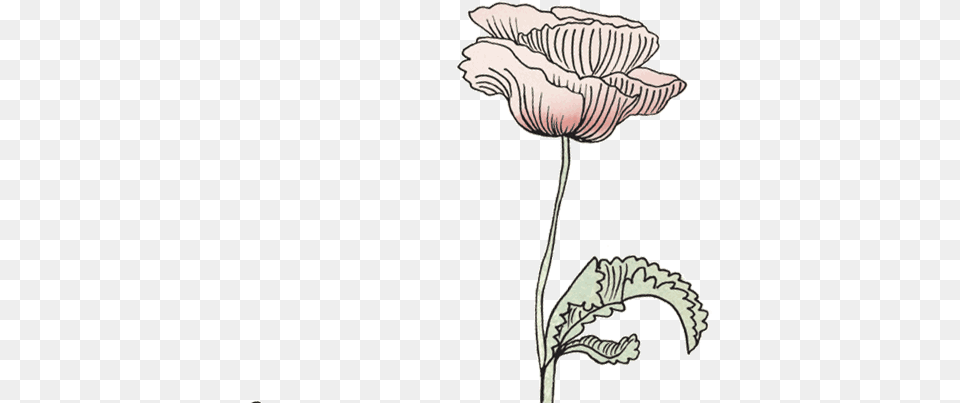 Konges Sl Jd Official Flower Drawing Gif, Art, Plant Png