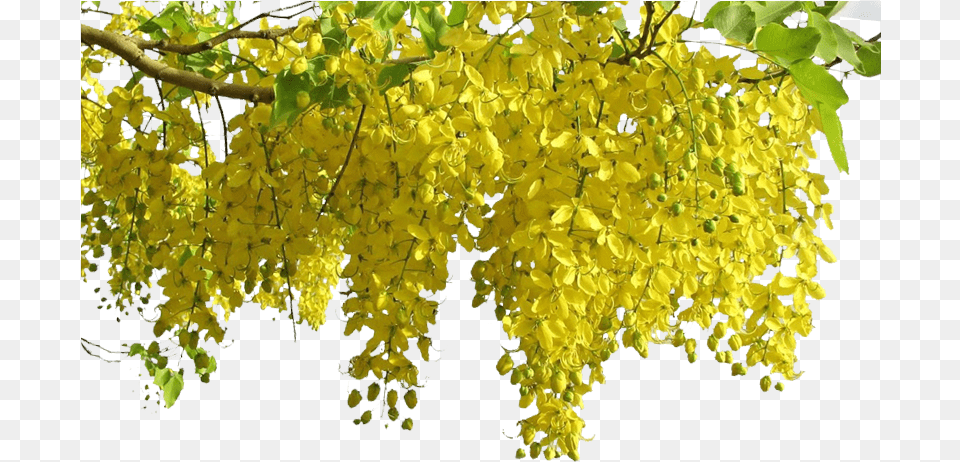 Konna Copy Vishu, Flower, Leaf, Plant, Tree Free Png