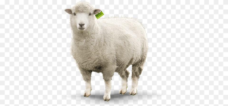 Konvit Akvet Animal Food Supplements Sheep, Livestock, Mammal Png