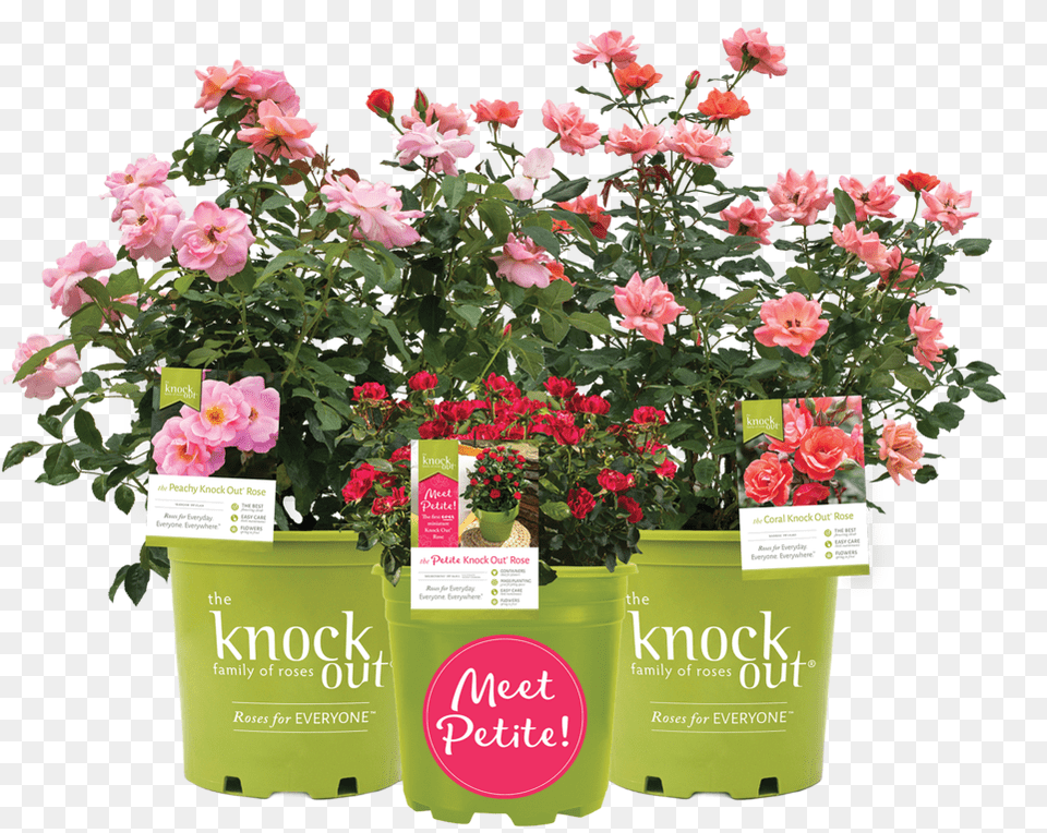 Kopots Isolated Petite, Flower, Rose, Pottery, Potted Plant Png