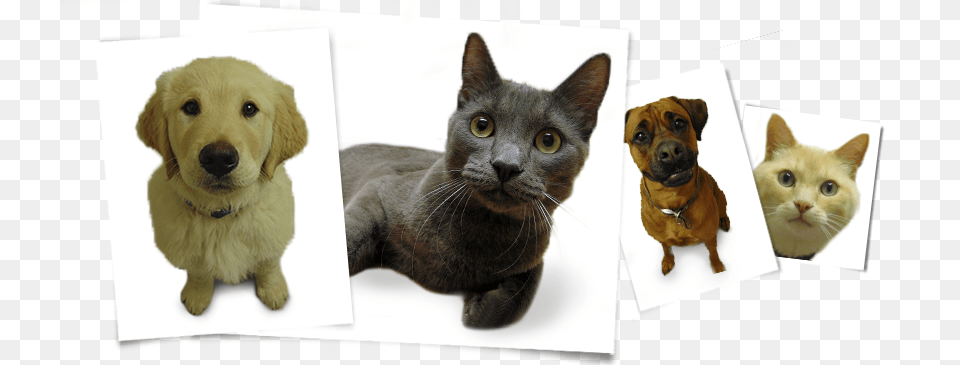 Korat, Art, Collage, Animal, Canine Png Image