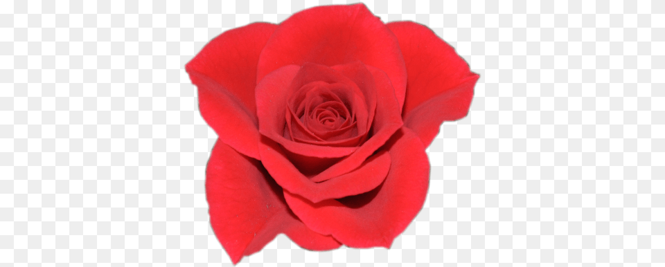 Kordana Garden Roses, Flower, Plant, Rose, Petal Free Transparent Png