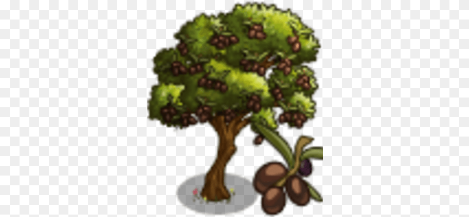 Koreneiki Olive Tree Farmville Wiki Fandom Illustration, Plant, Potted Plant, Painting, Art Png
