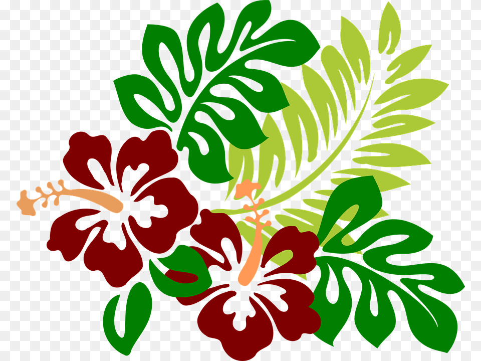 Kostenloses Bild Auf, Flower, Herbal, Herbs, Hibiscus Png