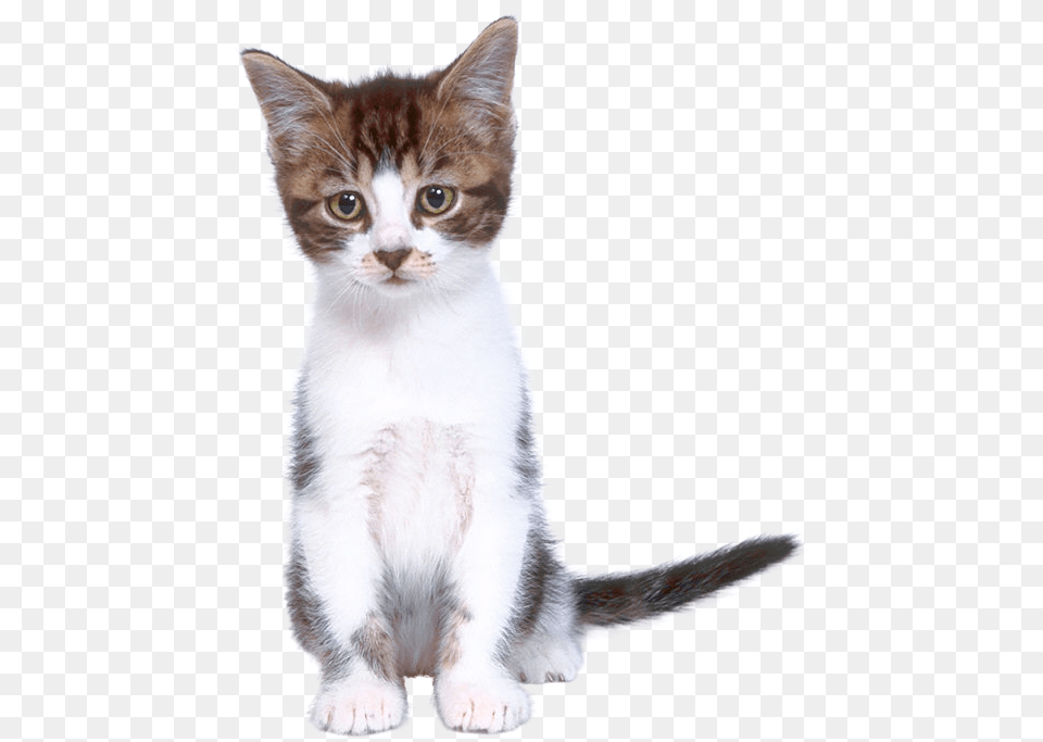 Koti, Animal, Cat, Kitten, Mammal Free Png Download