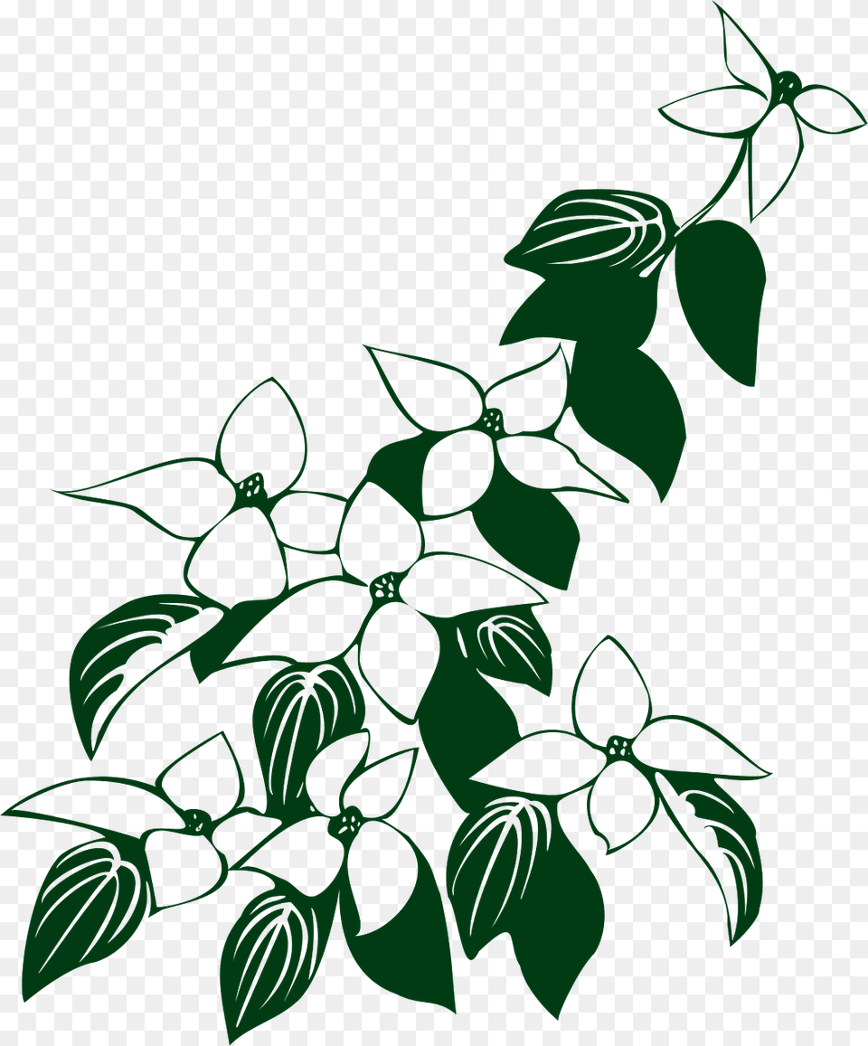 Kousa Dogwood Blossom Clipart, Green, Leaf, Plant, Art Png