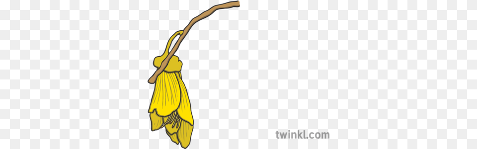 Kowhai Flower Illustration Twinkl Kowhai Flower Illustration, Smoke Pipe, Cleaning, Person, Broom Free Png Download