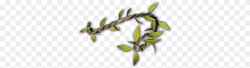 Kpl J Plants, Leaf, Plant, Vine, Tree Png Image