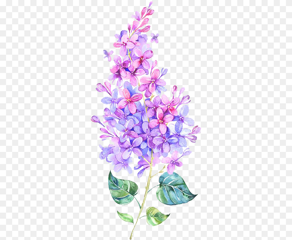 Kpopedits Kpop Kawaiililac Flower Watercolour Flower Purple Pink, Plant, Lilac Free Transparent Png