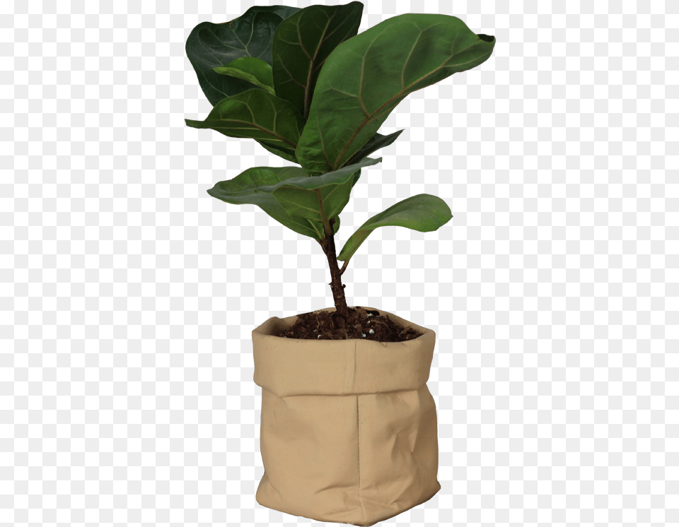 Kraft Paper Bag Design Cement Flower Pot With Paint Houseplant, Leaf, Plant, Potted Plant, Tree Free Transparent Png