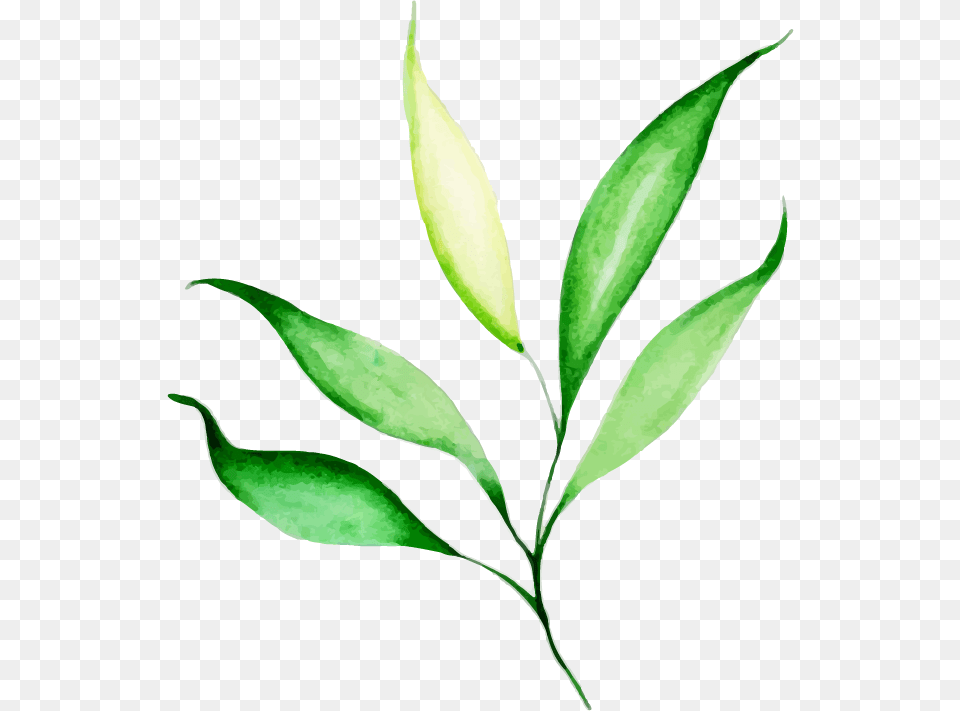 Krasivie Foto S Listyami, Herbal, Herbs, Leaf, Plant Png Image