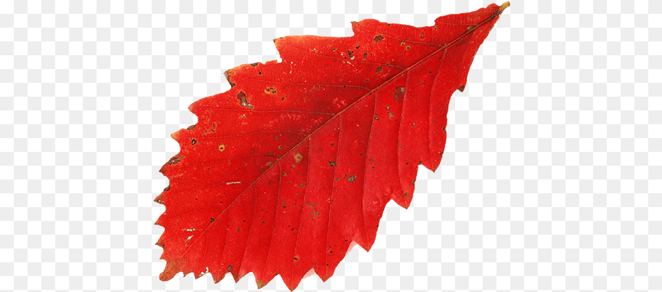 Krasnij List Duba Osen Osennie Listya Red Leaf Leaf, Plant, Tree, Maple Png