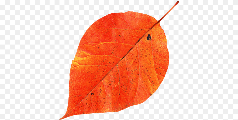 Krasnij List Osennij List Red Leaf Autumn Leaf Autumn, Plant, Tree Free Transparent Png
