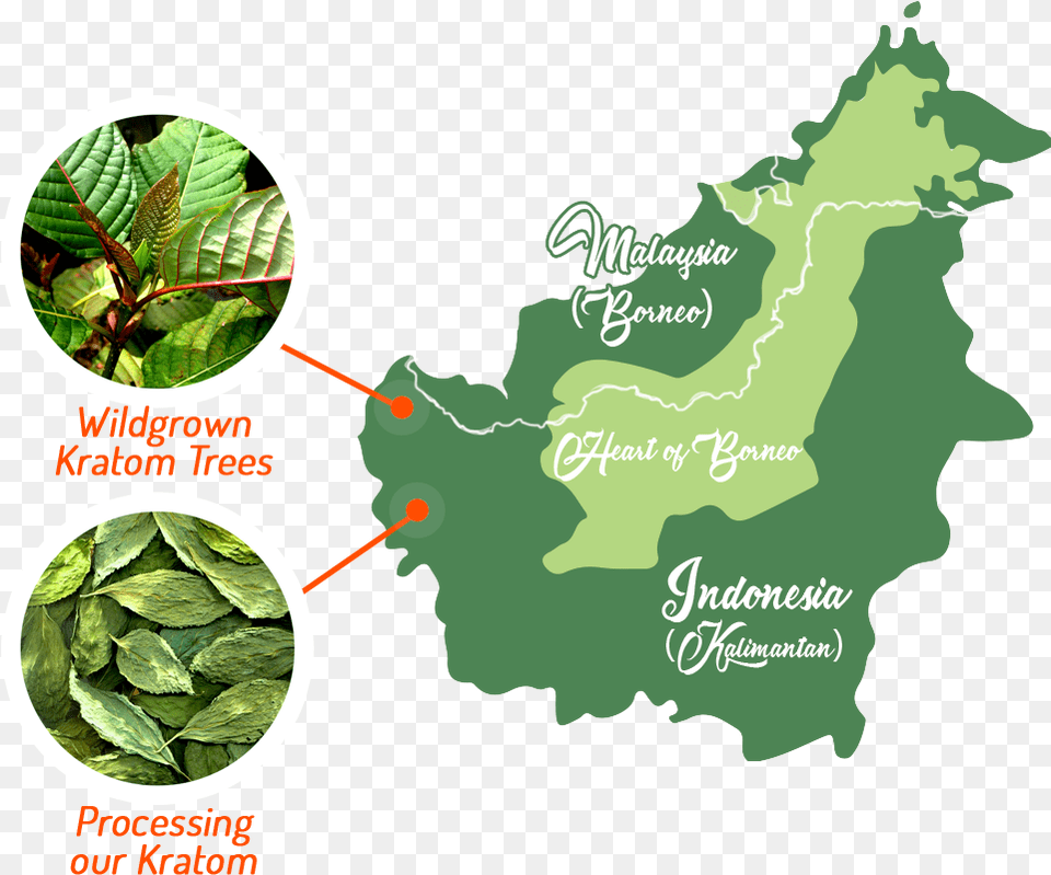 Kratom Borneo Rainforest Map, Vegetation, Tree, Plant, Outdoors Png Image
